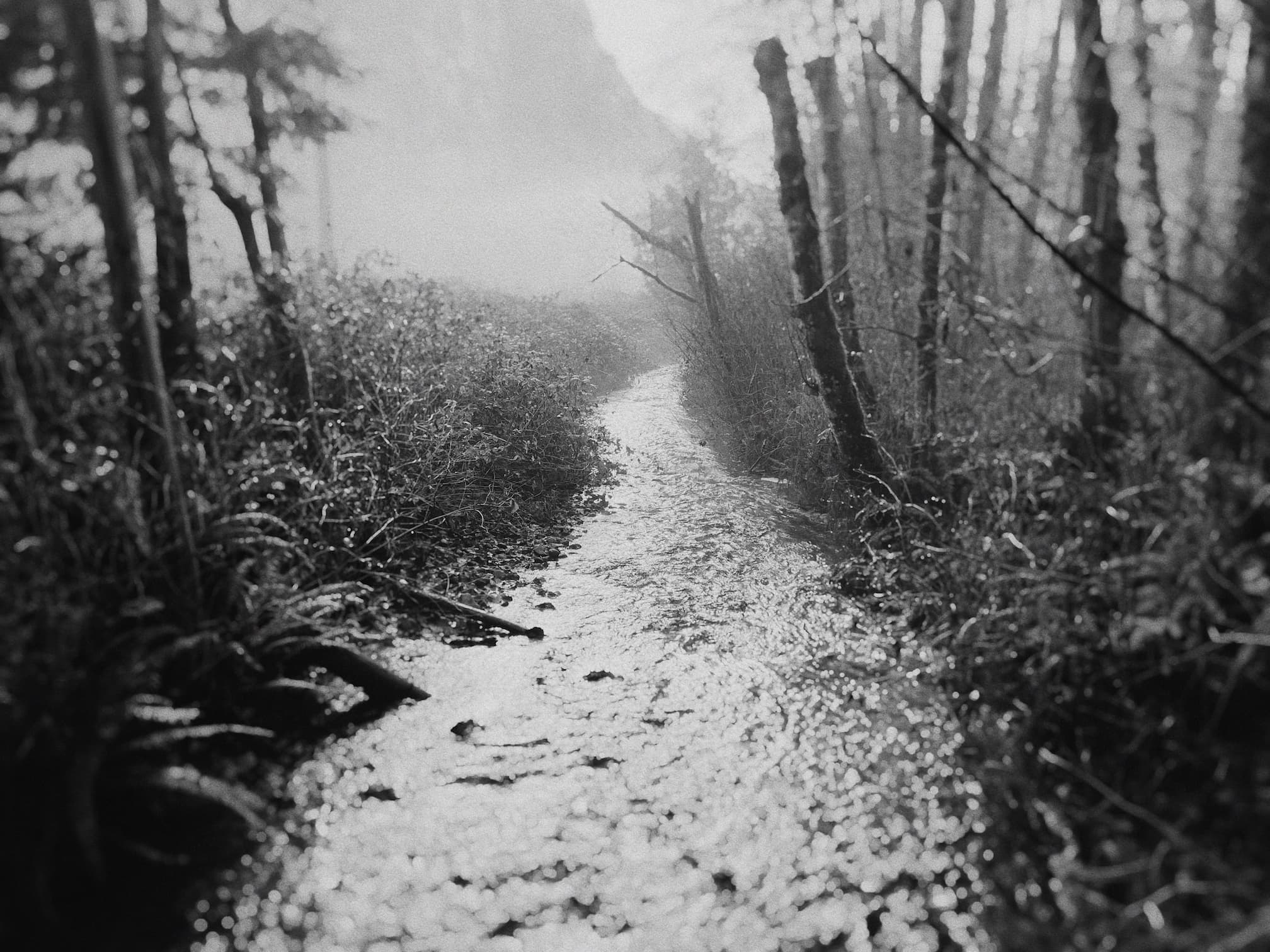 Moody photo of a ravine and some trees