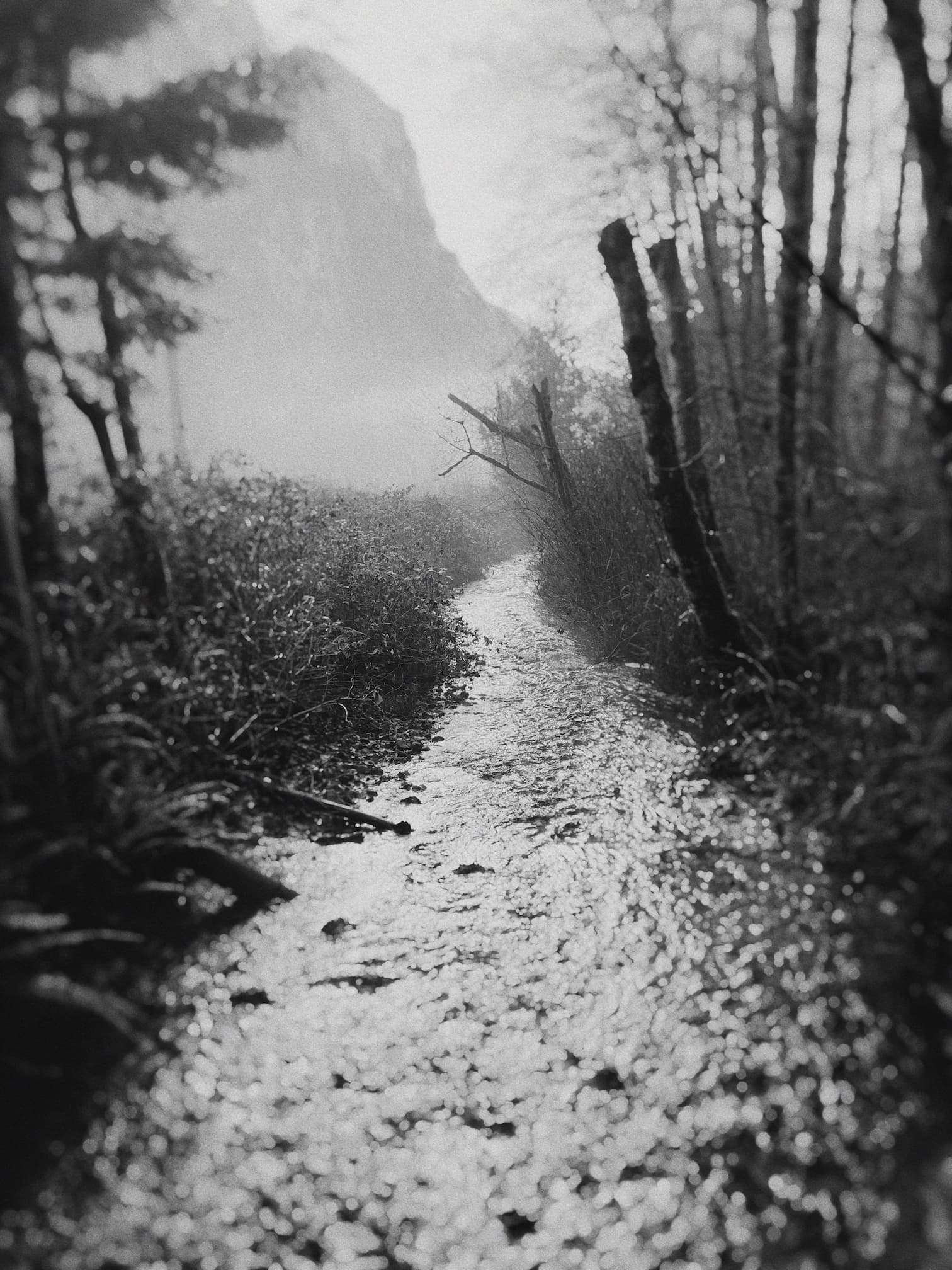 Moody photo of a ravine and some trees